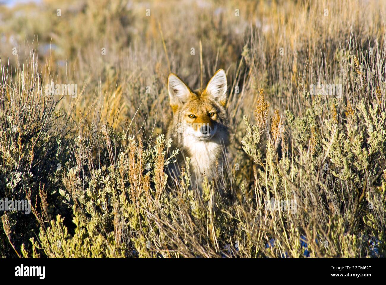 Coyote in caccia, Yellowstone National Park Foto Stock