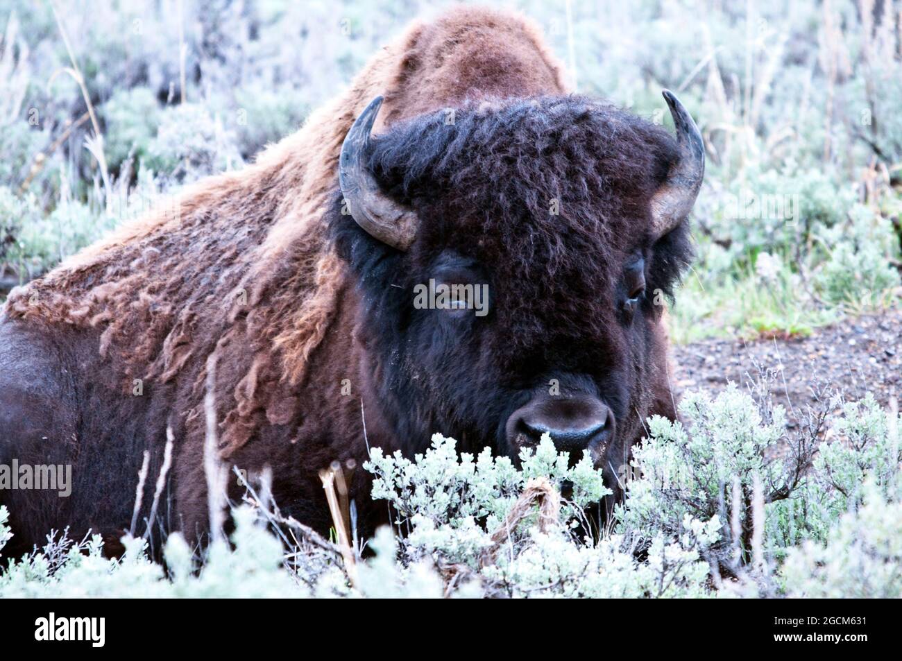 Bisonte nella neve, Lamar Valley, Yellowstone National Park Foto Stock