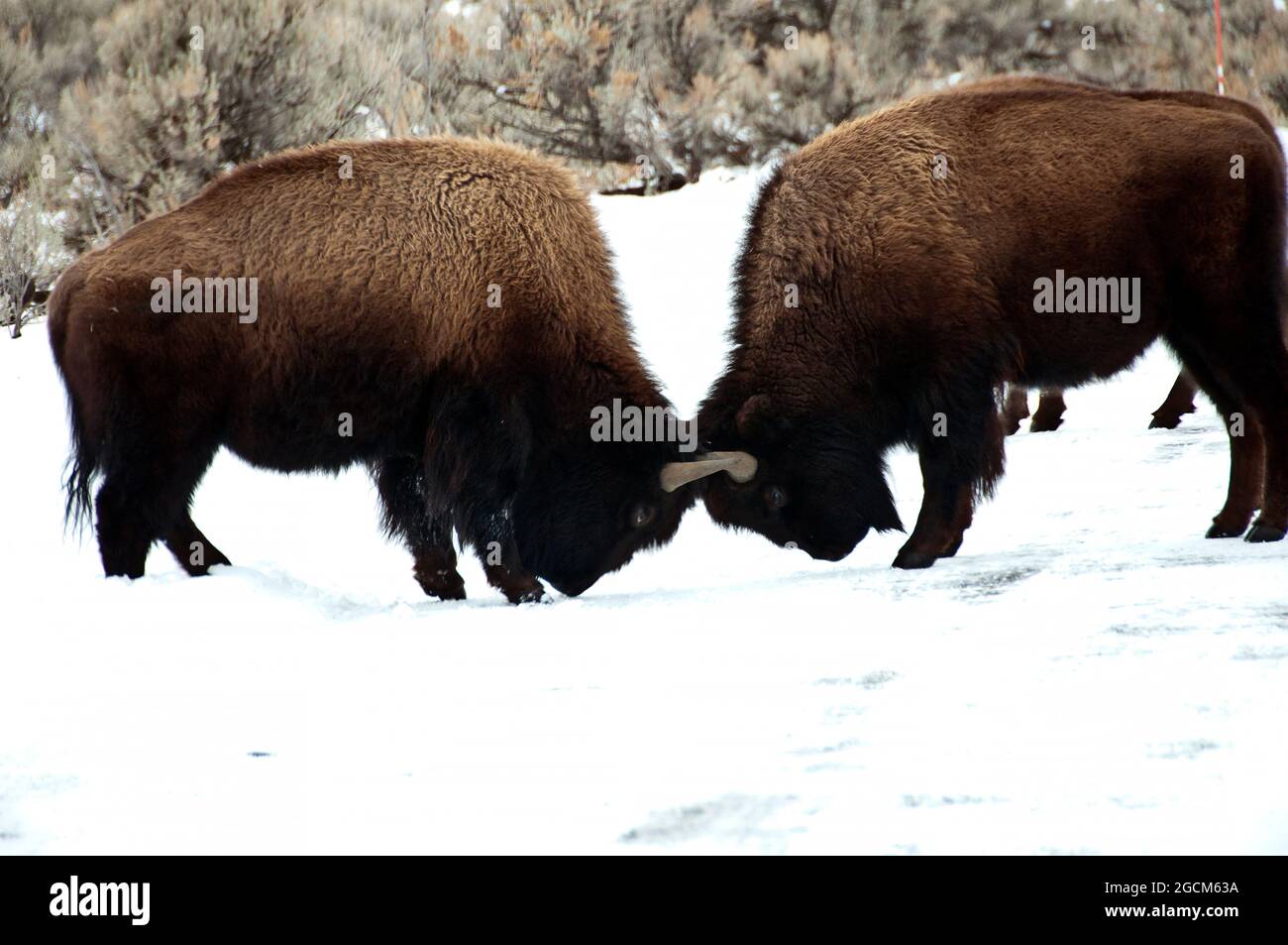 Due bisoni toro che sparano nella neve, Lamar Valley, Yellowstone National Park Foto Stock