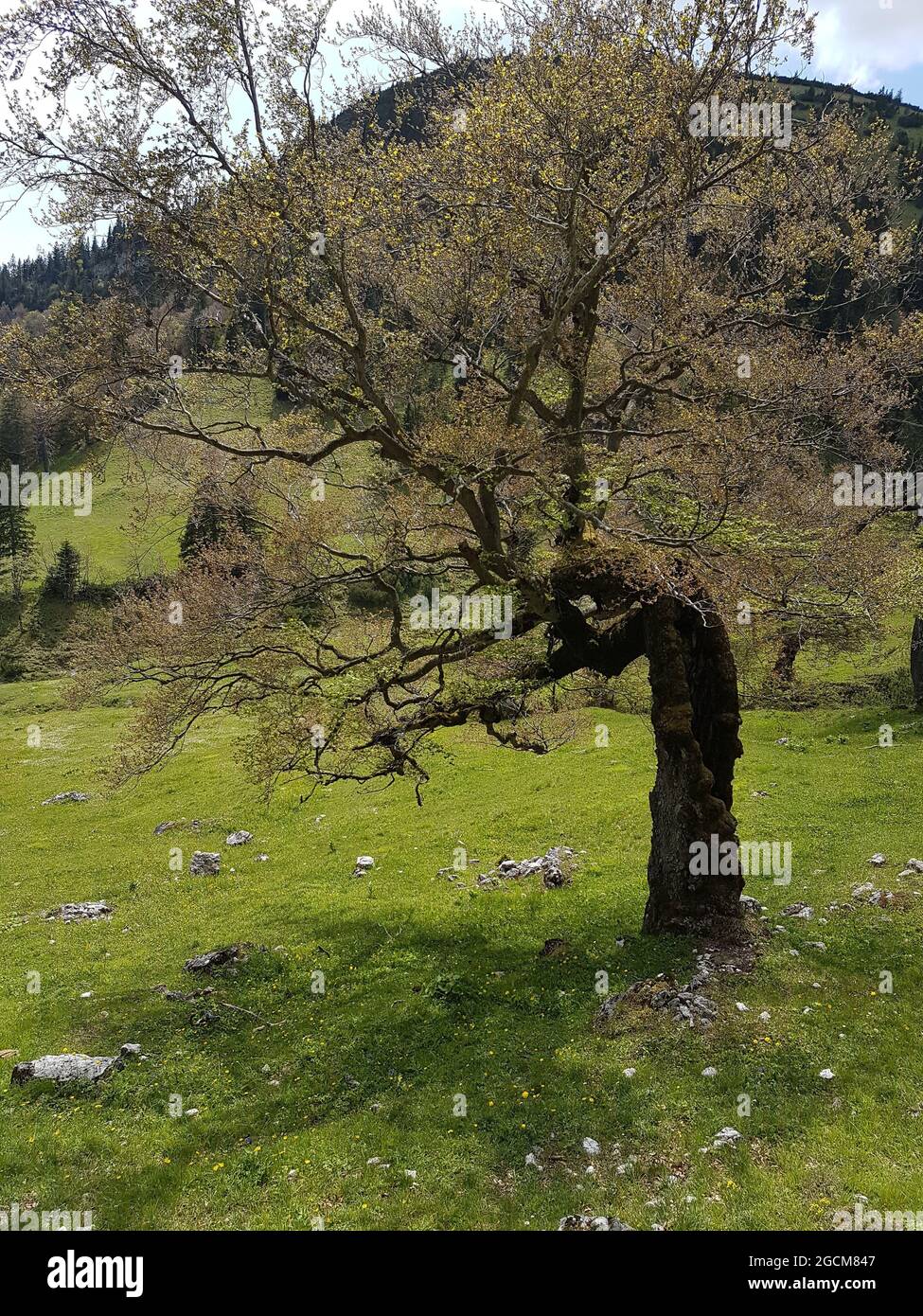 Alter mystisch wirkender Baum in den Bergen Foto Stock
