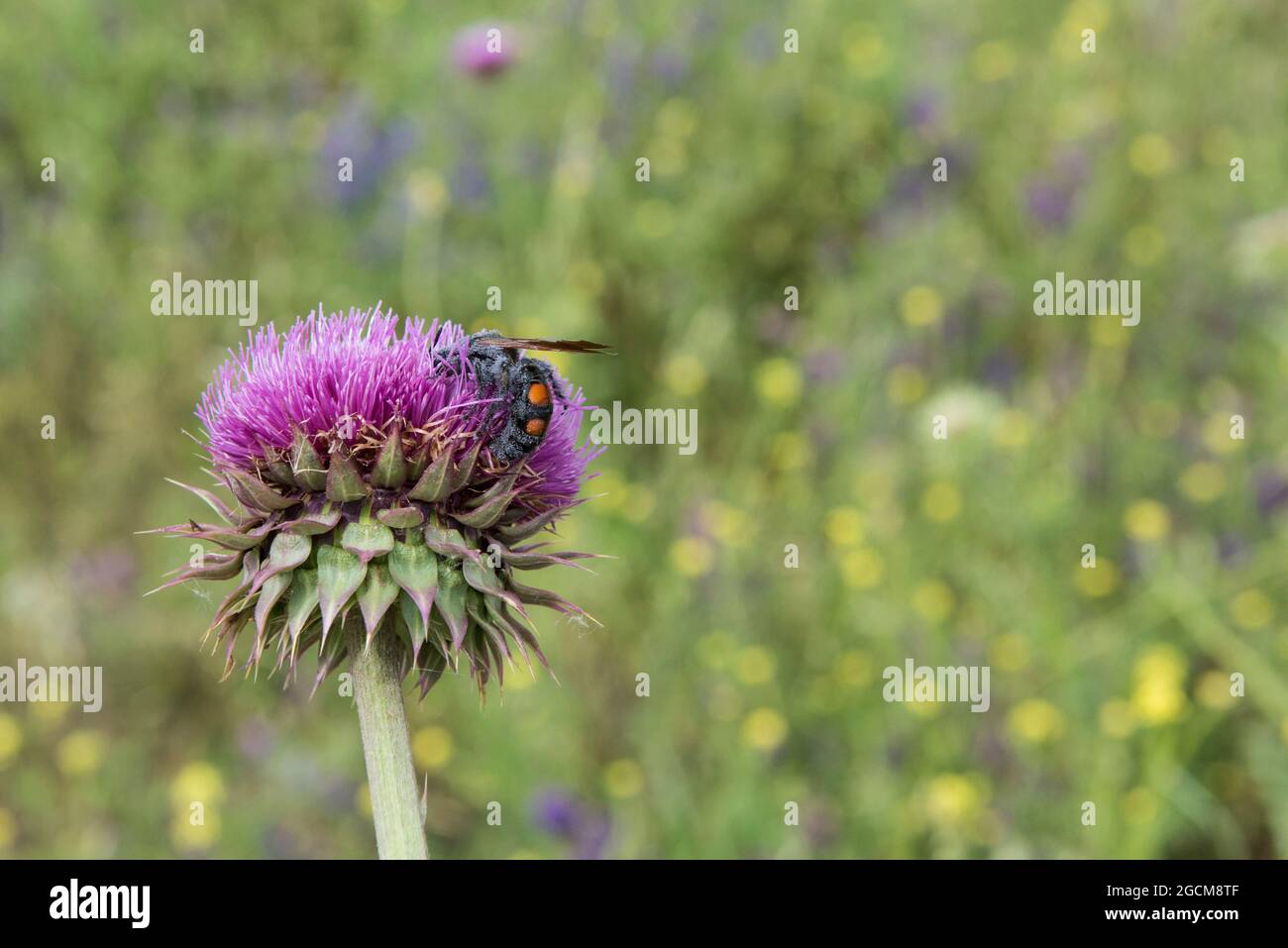 Bumblebee che impollinano un fiore selvatico del thistle Foto Stock