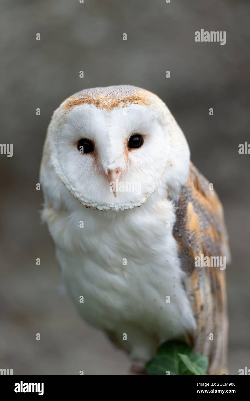 Barn Owl (Tyto Alba) presso il National Bird of Prey Center, Russborough House, County Wicklow, Irlanda Foto Stock