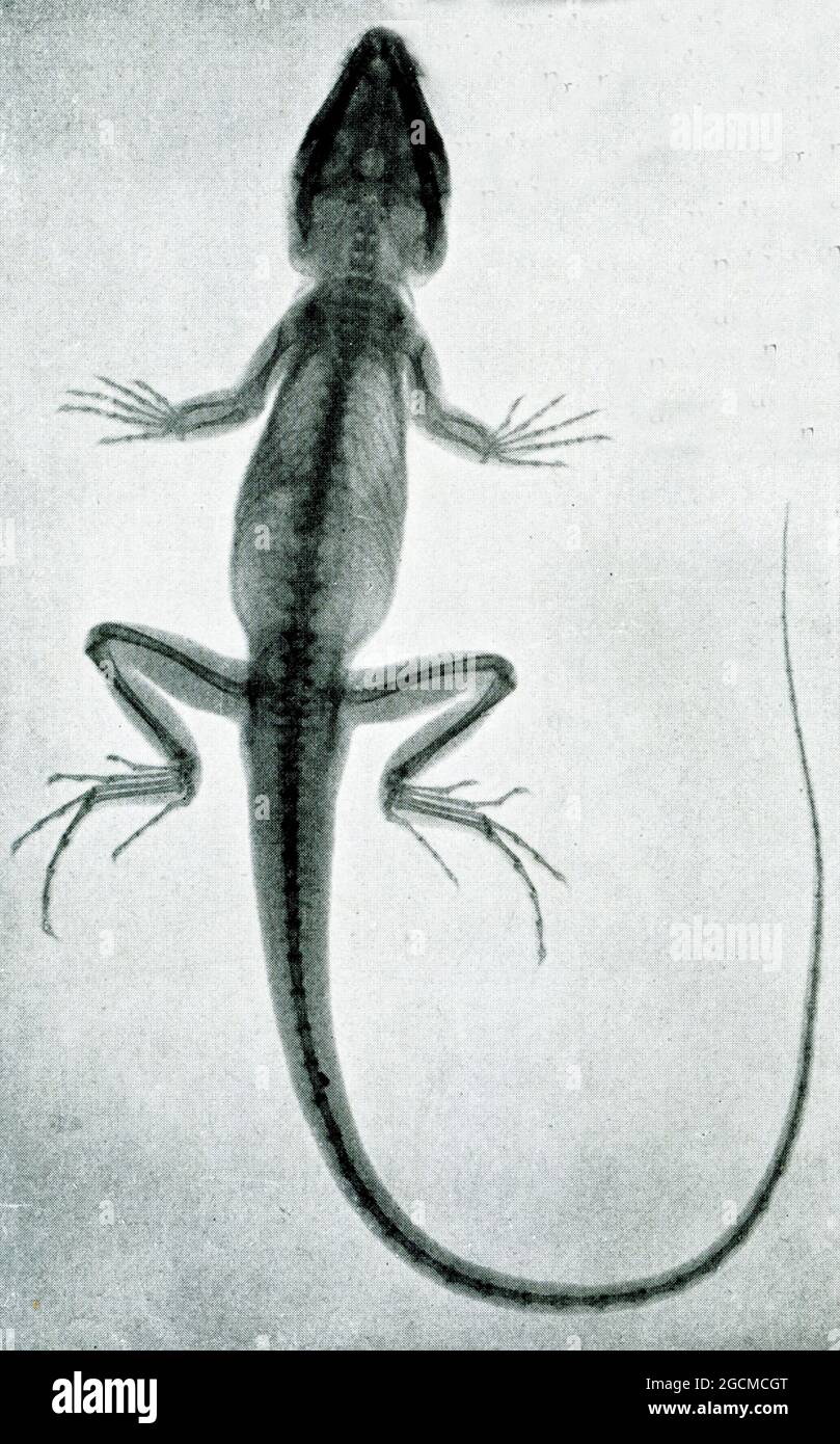 La didascalia di questa immagine del 1917 recita: "Rontgen ray photography of ocellated lizard. La notevole lunghezza e la sgranatura delle ossa dei piedi posteriori sono ben illustrate in questa fotografia". Foto Stock