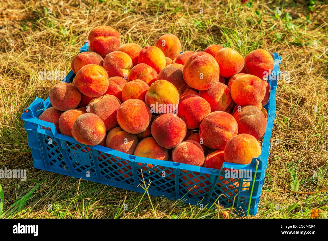 Pesche di frutta matura e succosa raccolte Foto Stock