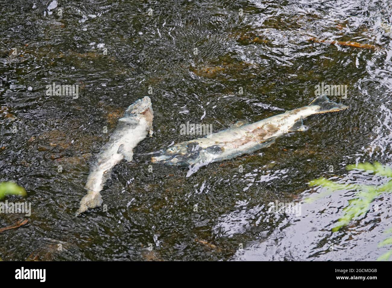 I salmoni di Chinook morti che hanno già generato giacciono marcio nel fiume Ketchikan nel centro di Ketchikan, Alaska. I loro corpi alimenteranno il bambino giovane Foto Stock