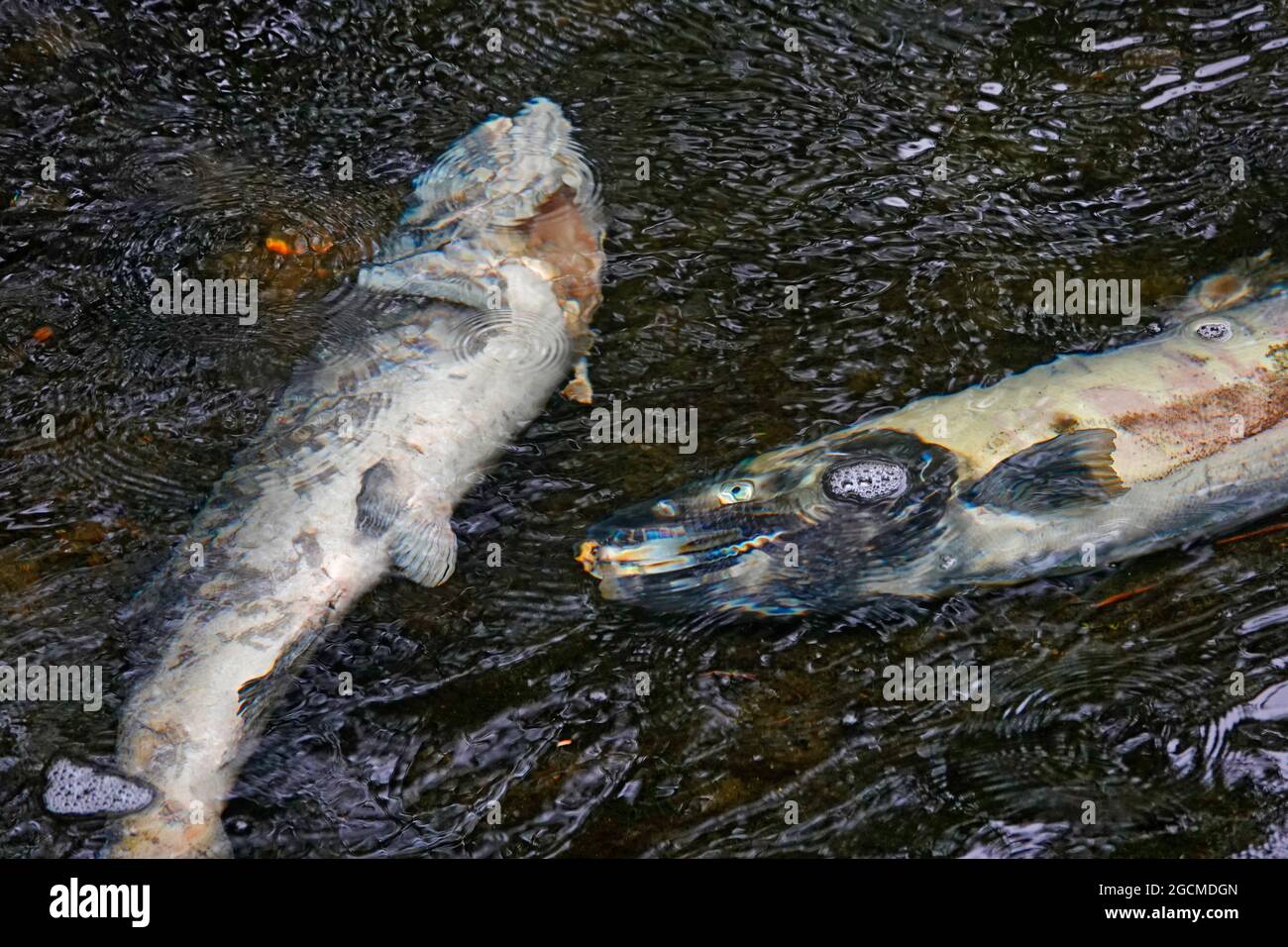 I salmoni di Chinook morti che hanno già generato giacciono marcio nel fiume Ketchikan nel centro di Ketchikan, Alaska. I loro corpi alimenteranno il bambino giovane Foto Stock