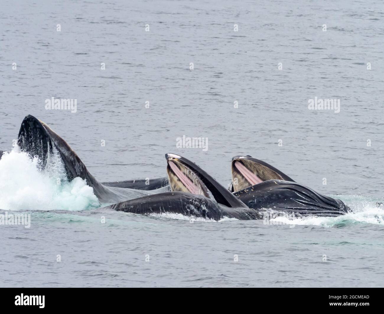 Megattere balena, Megaptera novaeangliae, alimentazione di rete bolla nello stretto di Peril, Alaska sudorientale, Stati Uniti Foto Stock