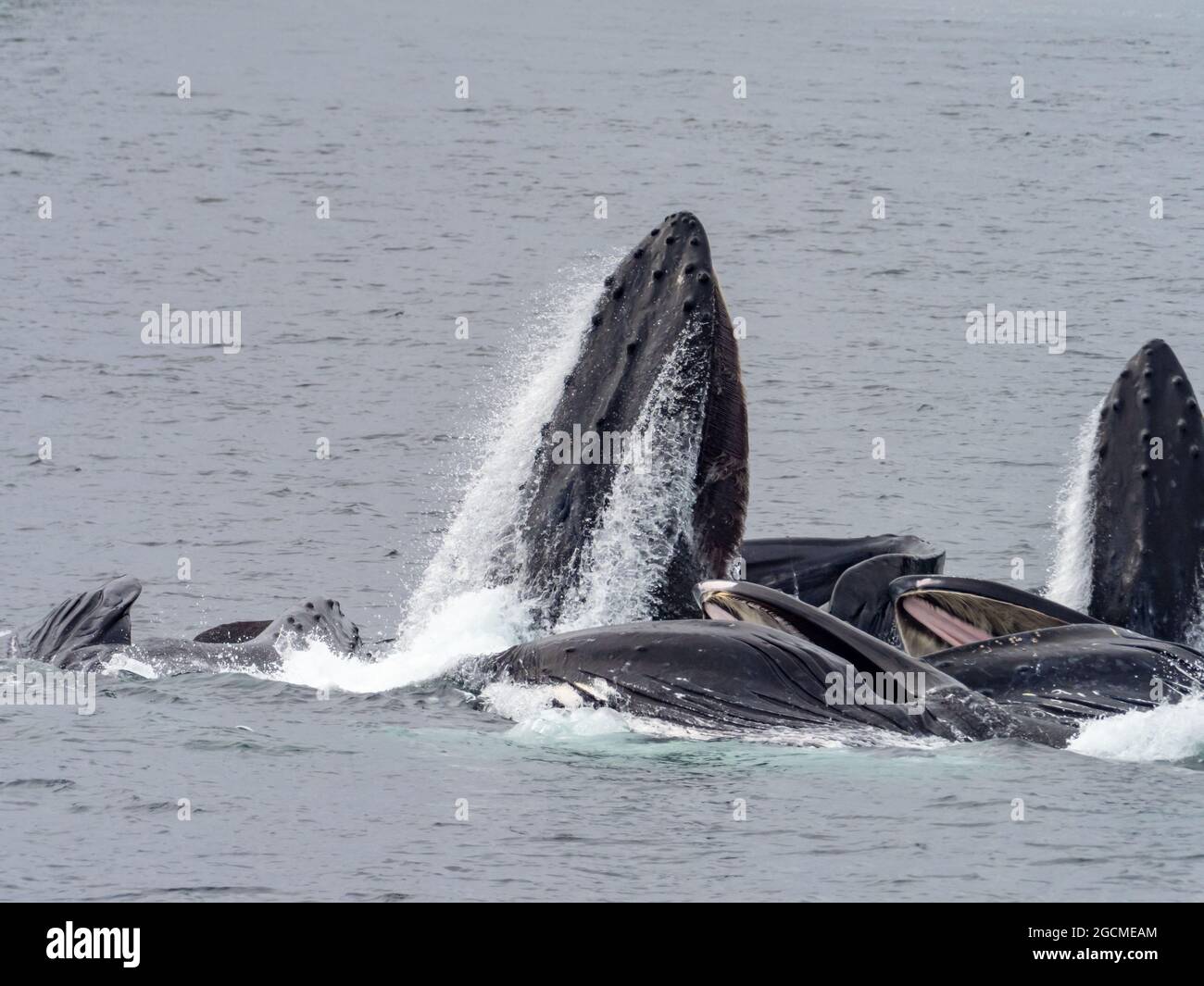 Megattere balena, Megaptera novaeangliae, alimentazione di rete bolla nello stretto di Peril, Alaska sudorientale, Stati Uniti Foto Stock