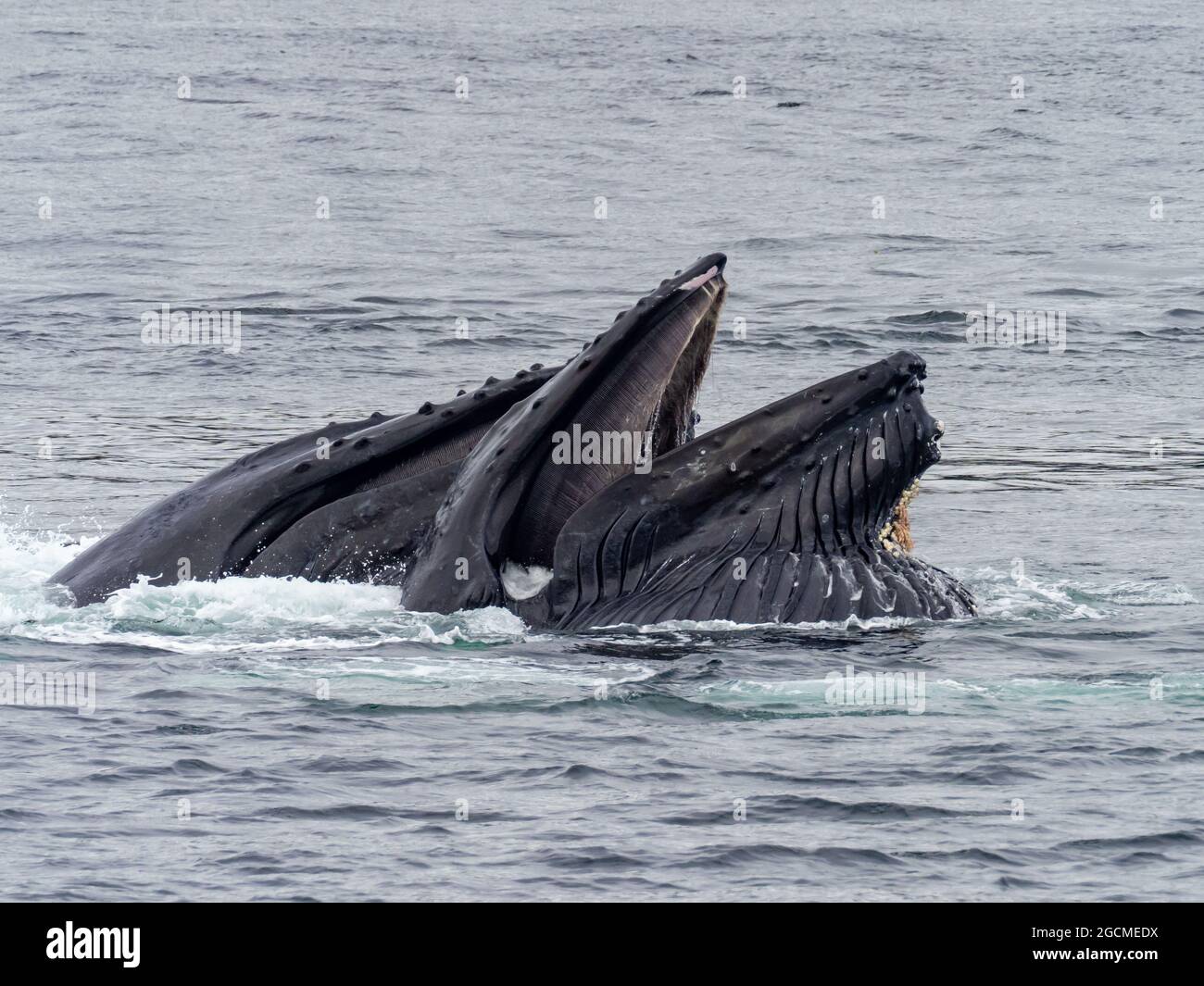 Megattere balena, Megaptera novaeangliae, alimentazione di rete bolla nello stretto di Peril, Alaska sudorientale, Stati Uniti Foto Stock