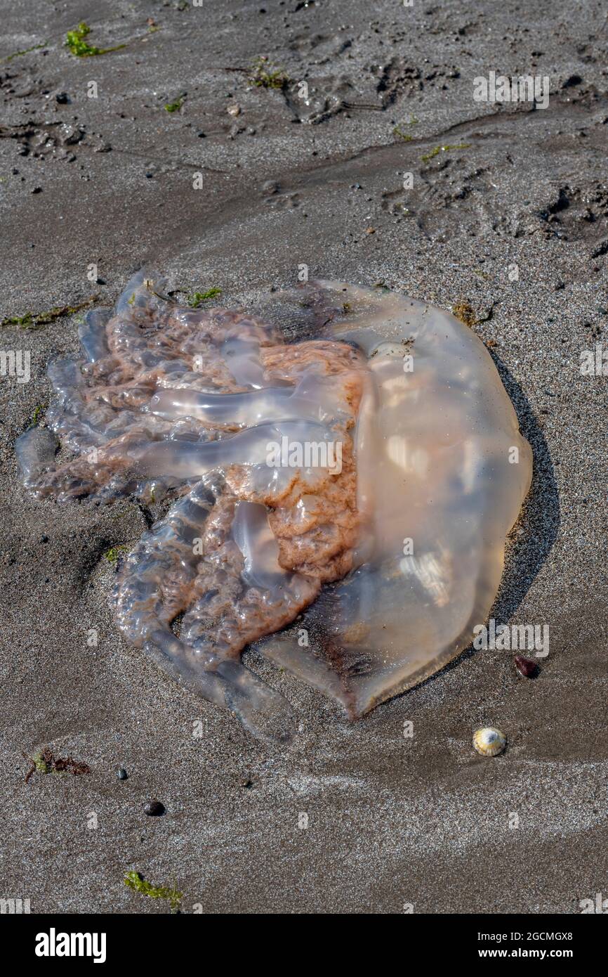 Grandi meduse lavate sulla spiaggia, meduse lavate sulla riva, meduse sulla spiaggia sabbiosa, meduse intrecciate, meduse intrecciate sulla spiaggia. Foto Stock