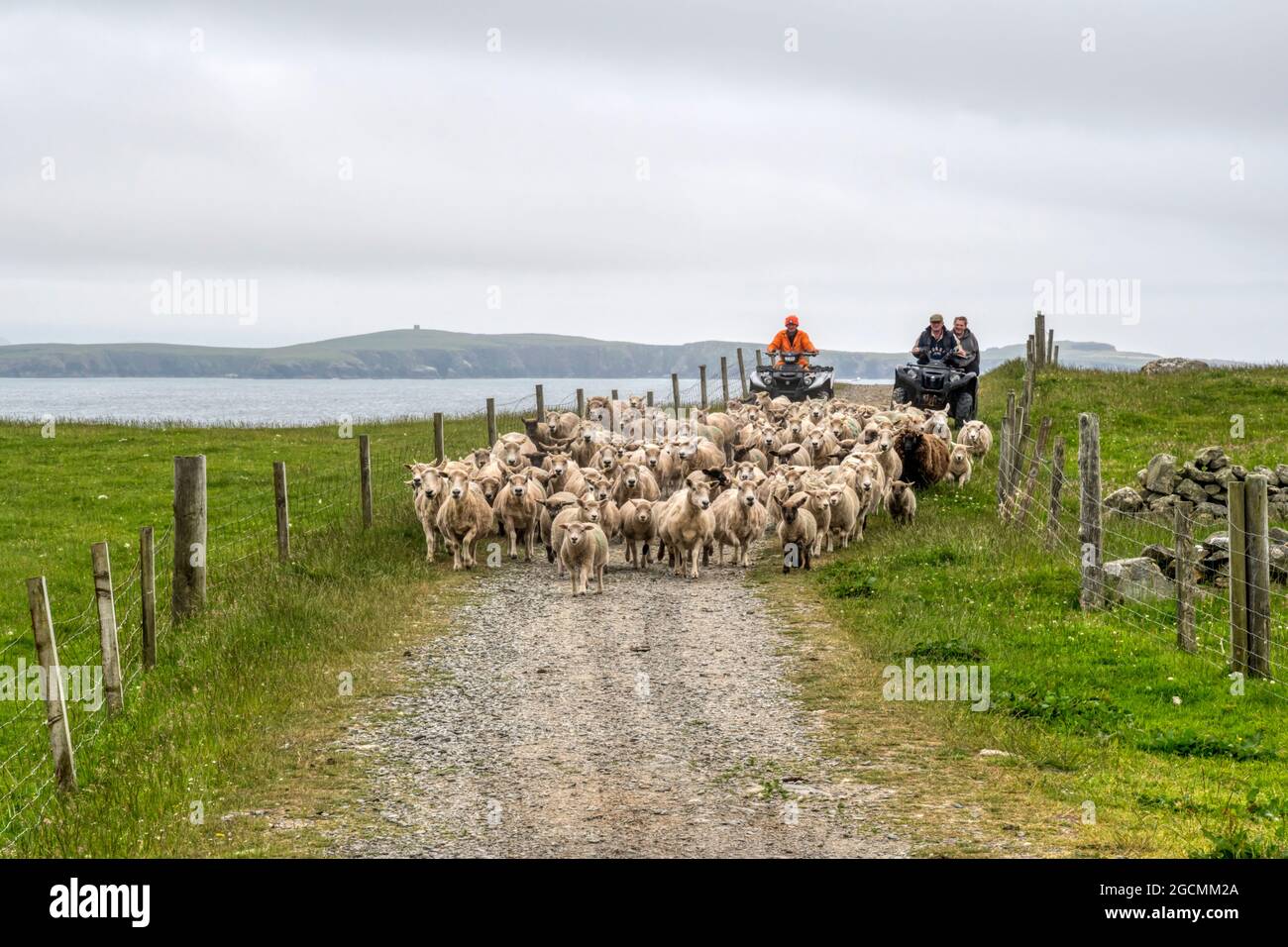 Utilizzo di quad per allevare pecore per tosare su Burra ovest nelle isole Shetland. Foto Stock