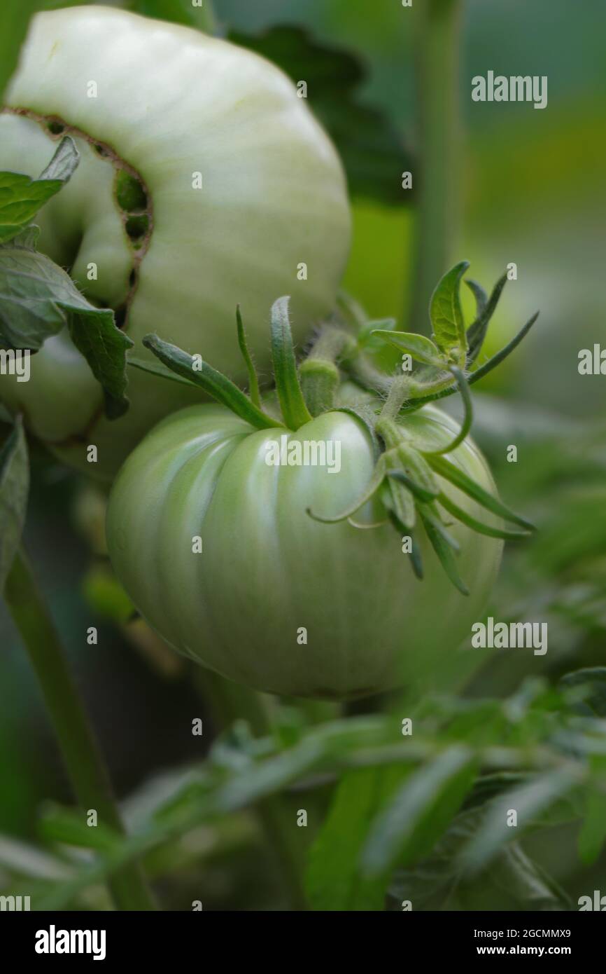 Ramo con pomodori verdi. Primo piano di pomodori verdi. Foto Stock
