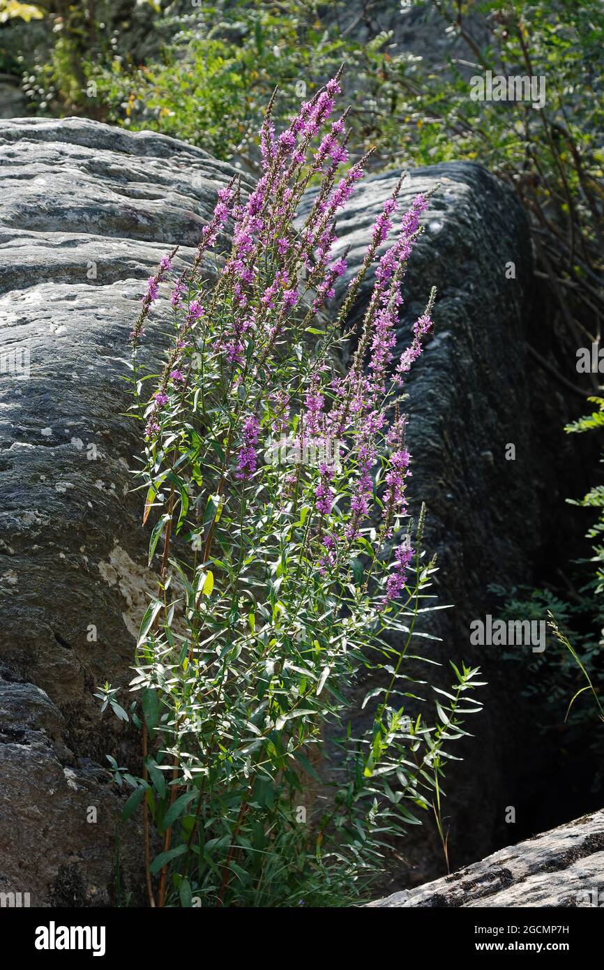 Fiori selvatici viola che crescono da masso, condizioni difficili, duri, natura, fiume Susquehanna, Water Trail, Conowingo Reservoir, Pennsylvania, USA, Airvi Foto Stock