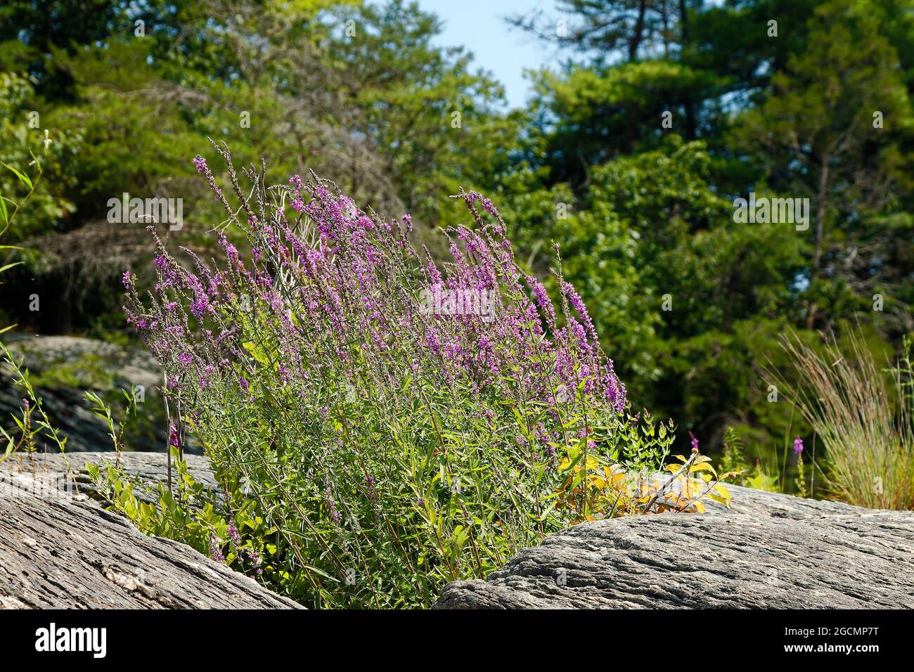 Fiori selvatici viola che crescono da masso, condizioni difficili, duri, natura, fiume Susquehanna, Water Trail, Conowingo Reservoir, Pennsylvania, USA, Air Foto Stock