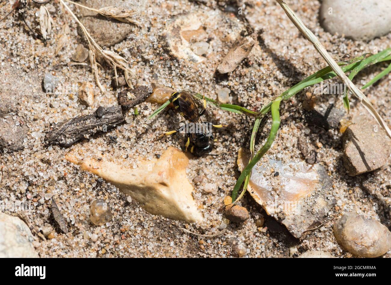 Una vespa solitaria (Crabro peltario) scavando un buco di nido Foto Stock