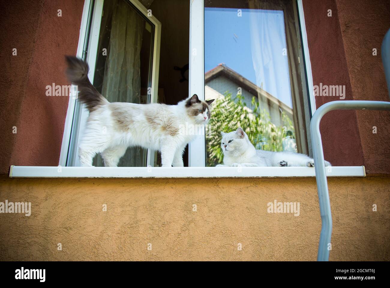 Due gatti pedigree Ragdoll e chinchilla scozzese si siedono sul davanzale e guardano la strada Foto Stock