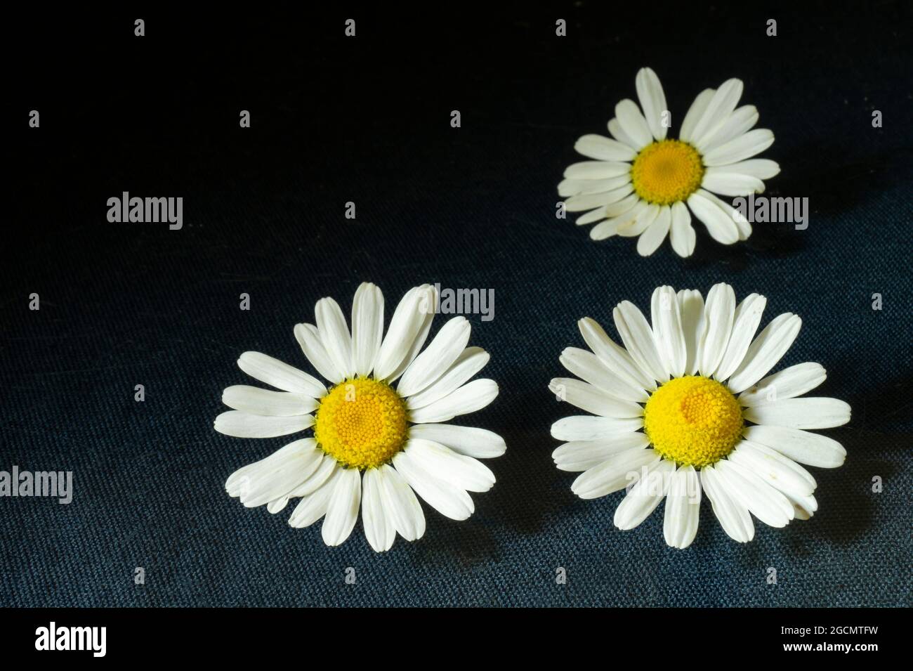 Ruota dentata vuota su sfondo nero. Il bouquet primaverile con riflessi su vetro. Sfondo naturale Foto Stock