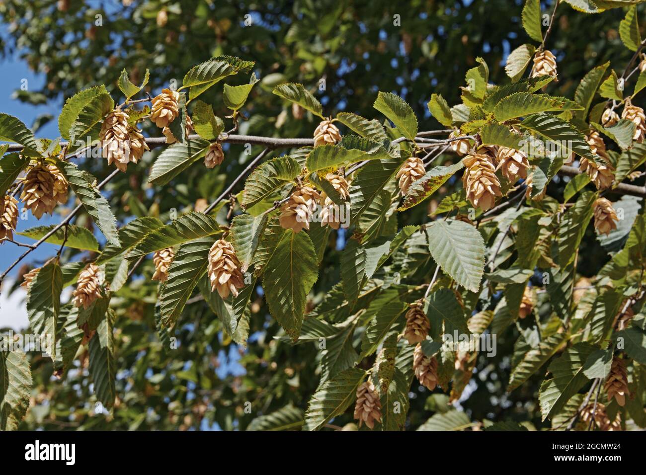 Teste di semi e foglie di carpino europeo in estate, Carpinus betulus Foto Stock