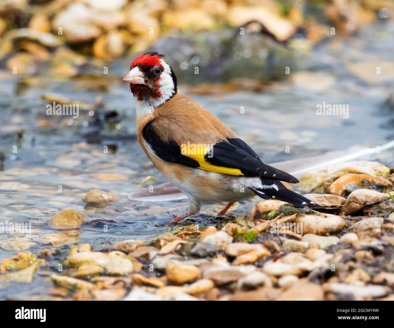 Goldfinch scendendo ad un piccolo ruscello per fare il bagno Foto Stock