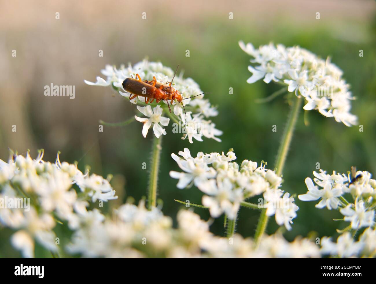 Due comuni barbabietole rosse soldato (Rhagonycha fulva) che si accoppiano sui fiori bianchi di Hogweed (Heracleum sfondylium), noto anche come Cow parsnip Foto Stock