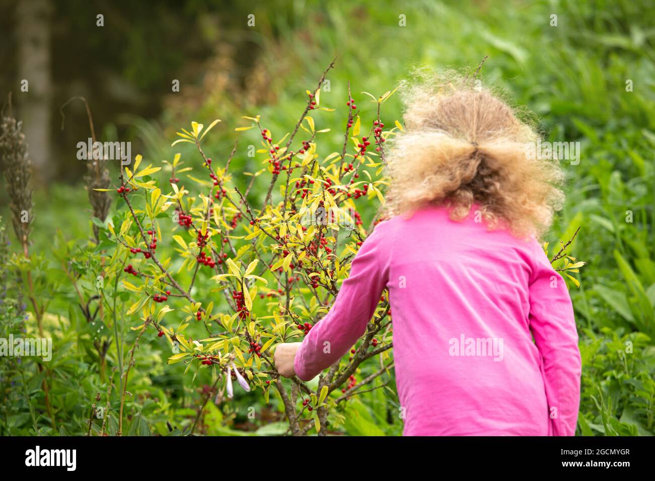 Giovane 4 anni curioso bambino raccogliere e mangiare altamente velenoso Daphne mezereum rosso bacche da cespuglio. Concetto di pericolo per la salute e di avvelenamento. Foto Stock