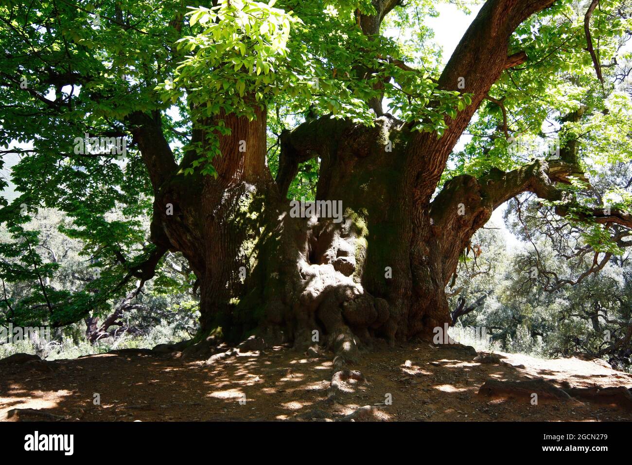 Il castagno santo di Istan (Castaño Santo) nella provincia di Malaga è un albero di oltre mille anni, unico nel suo genere Foto Stock