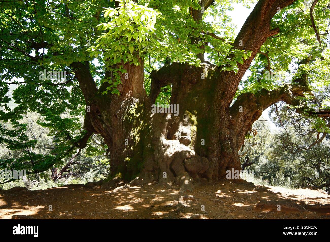 Il castagno santo di Istan (Castaño Santo) nella provincia di Malaga è un albero di oltre mille anni, unico nel suo genere Foto Stock