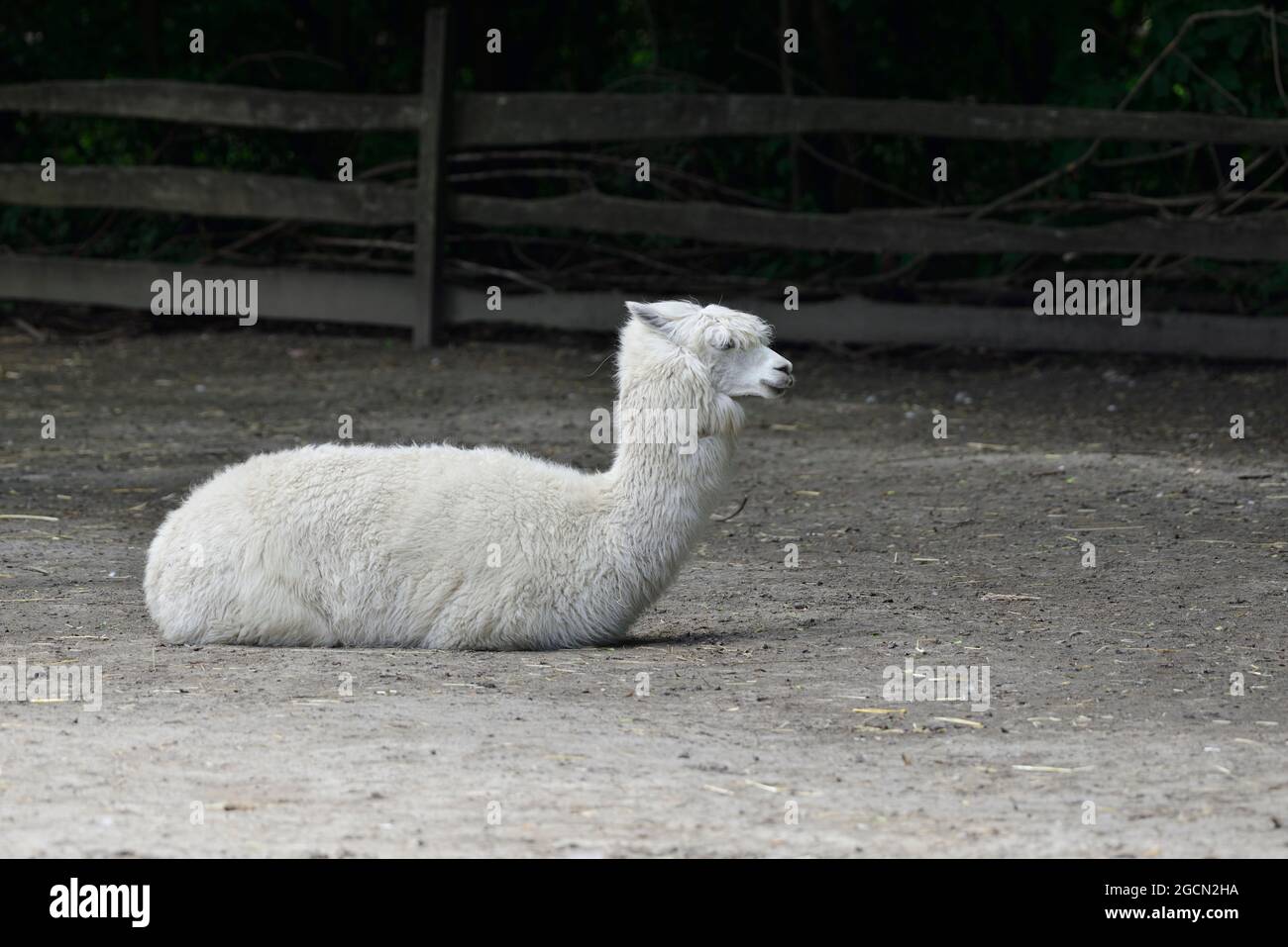 Pamhagen, Burgenland, Austria. Parco faunistico delle steppe Pamhagen a Neusiedlersee. Alpaca (Vicugna pacos) Foto Stock