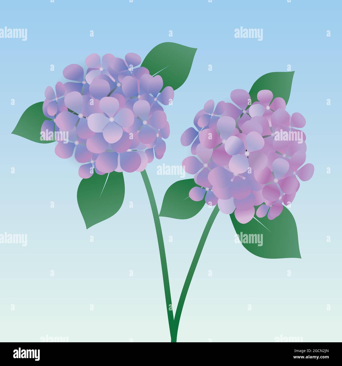 gambo, blu, hy, hydrangea, fiore, pianta, rosa, natura, primavera, floreale, fiore, foglia, bouquet, orchidea, bellezza, fioritura, illustrazione, viola, giardino, Illustrazione Vettoriale