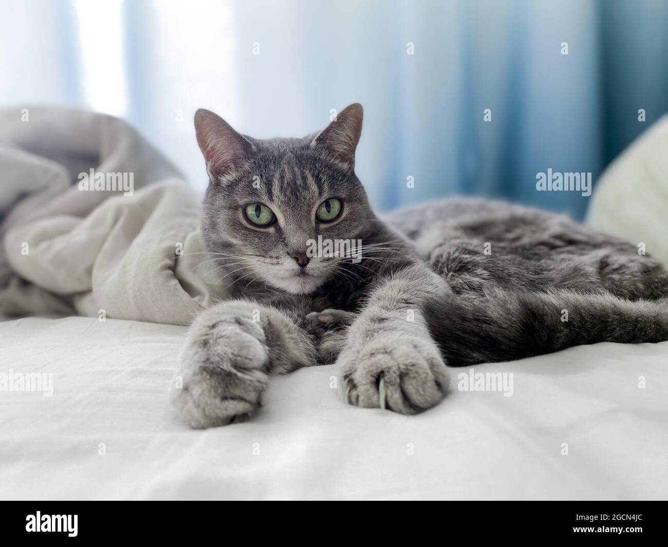 Un bel gatto grigio è sdraiato sul letto dei proprietari, comodamente sistemato, con le zampe allungate. Foto Stock