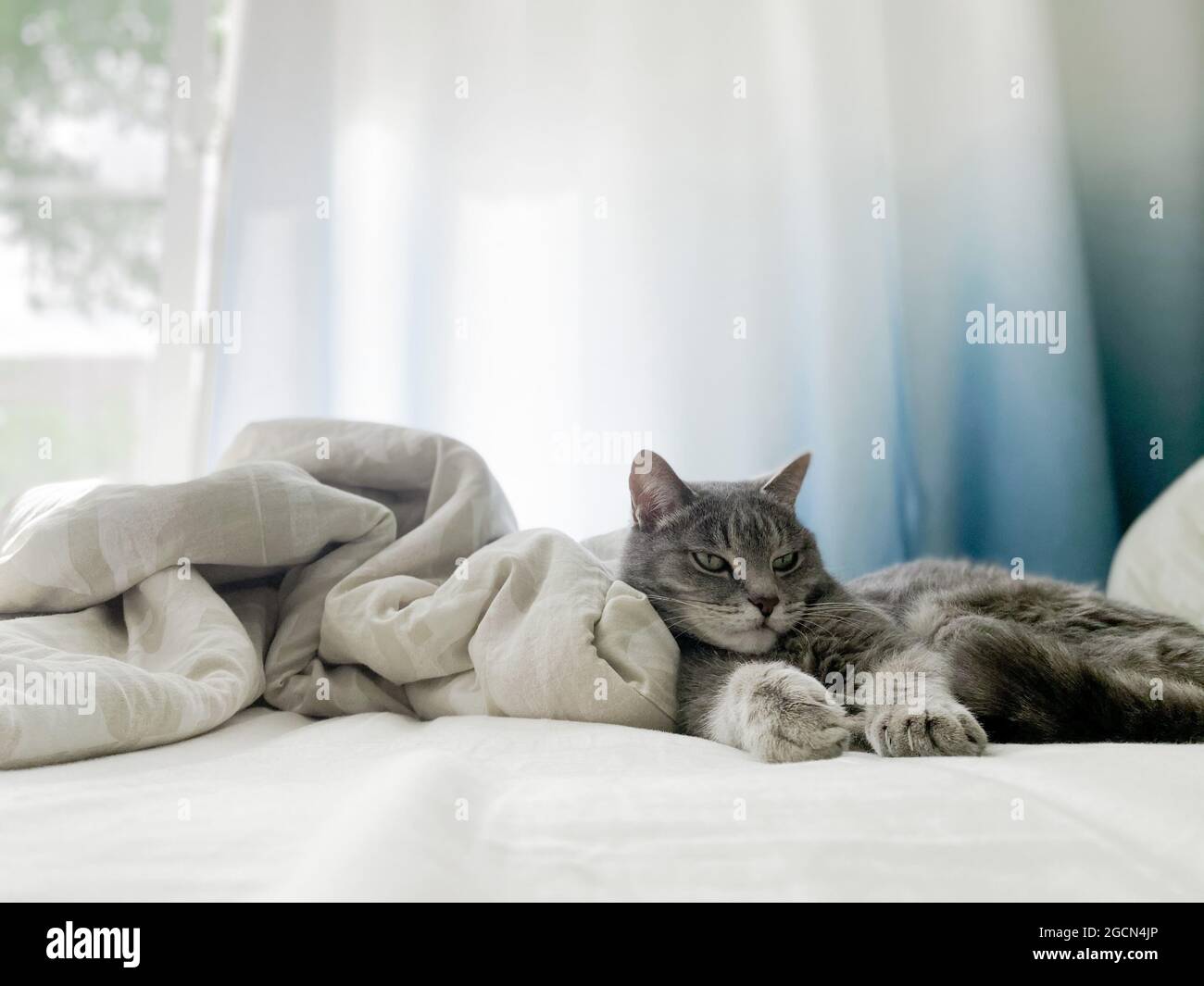 Un bel gatto grigio è sdraiato sul letto dei proprietari, comodamente sistemato, con le zampe allungate. Spazio di copia. Foto Stock