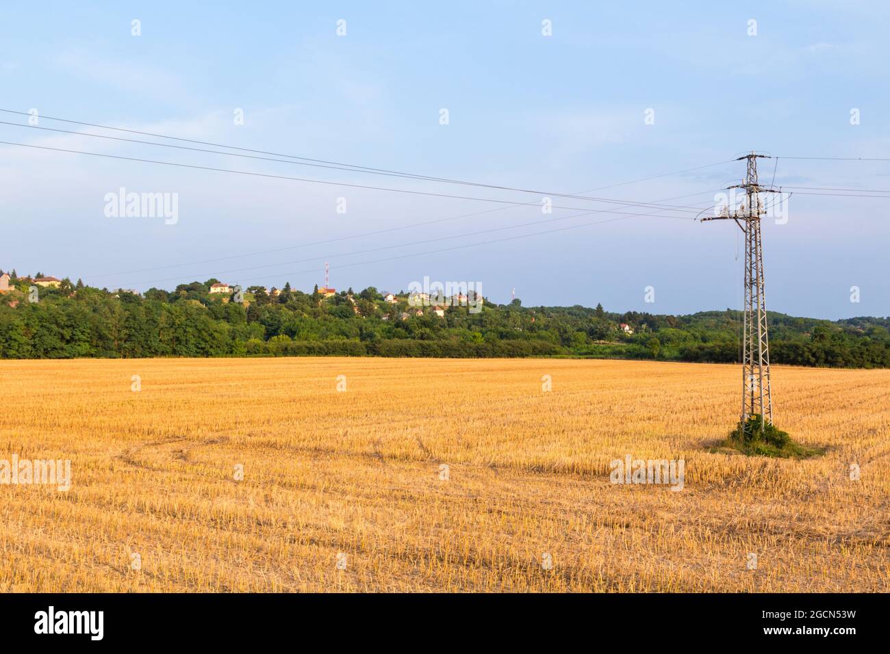 Stoppia di grano dopo la raccolta vicino a Sarvar, Ungheria Foto Stock
