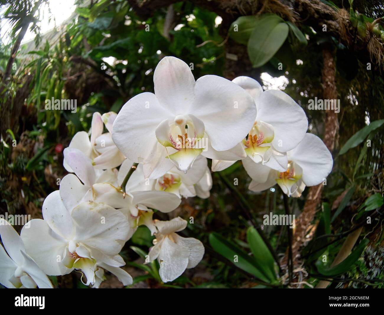 Orchidea bianca con petali, gemme e motivi delicati, orchidea rosa macro, ramo floreale, bellezza in natura, fiore esotico Foto Stock