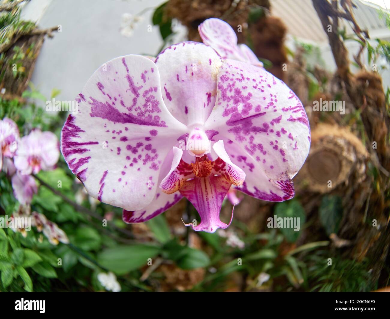 Orchidea rosa con petali, gemme e motivi delicati, orchidea rosa macro, ramo floreale, bellezza in natura, fiore esotico Foto Stock