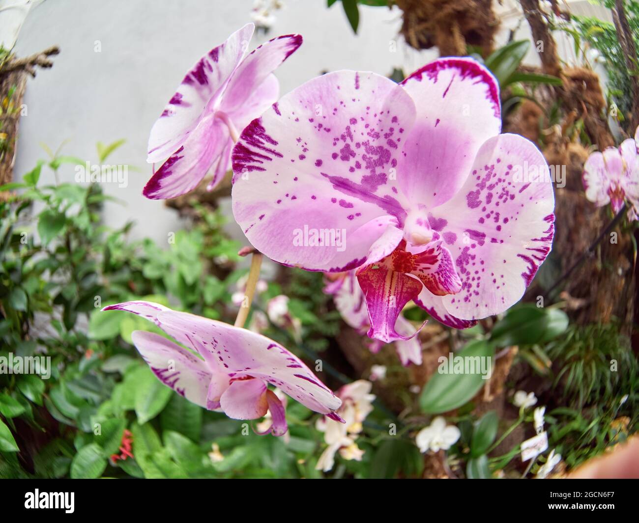 Orchidea rosa con petali, gemme e motivi delicati, orchidea rosa macro, ramo floreale, bellezza in natura, fiore esotico Foto Stock