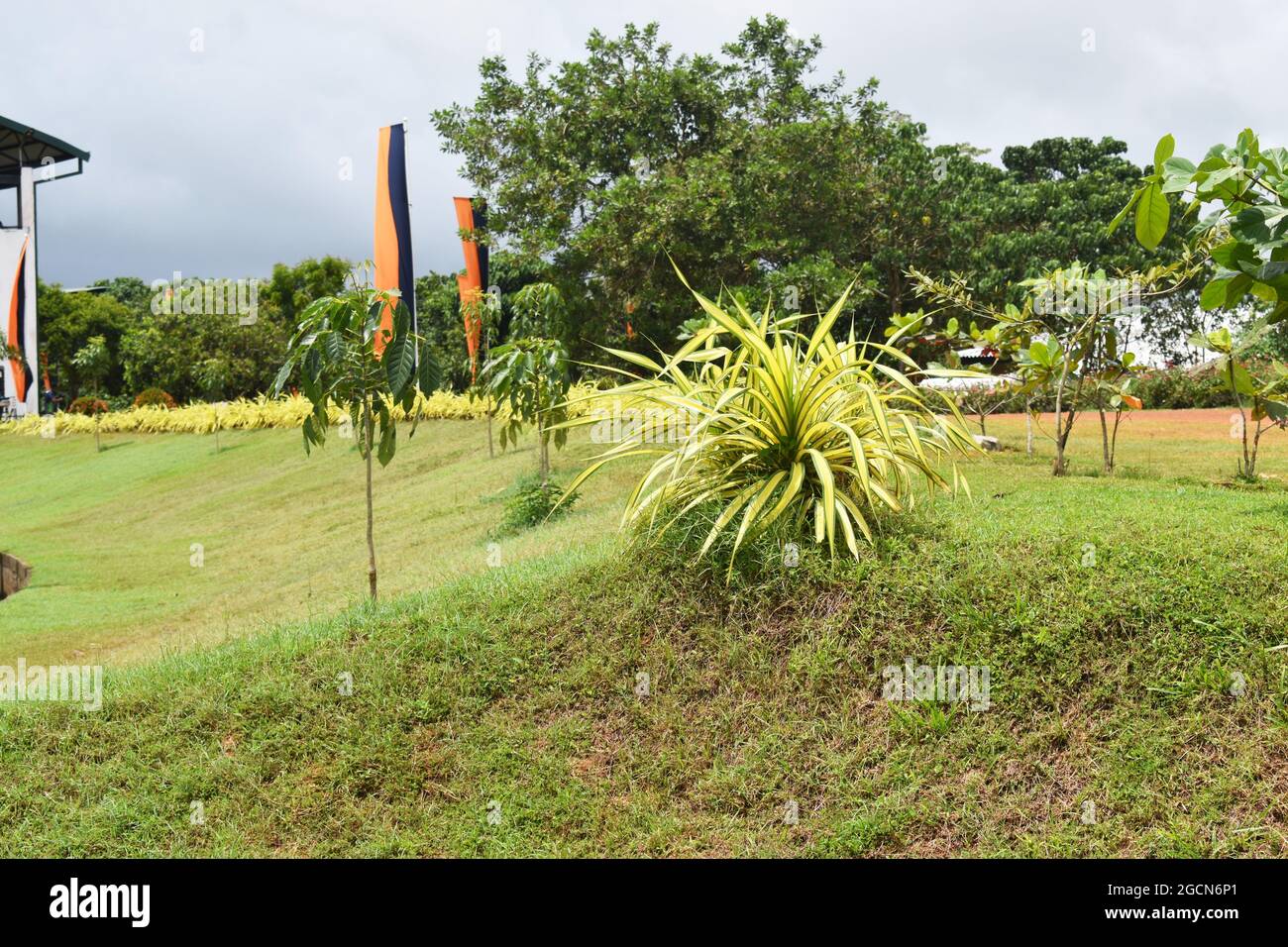Piante e alberi all'ingresso del pittoresco Army Ordinance cricket Grounds. Dombagoda. Sri Lanka. Foto Stock