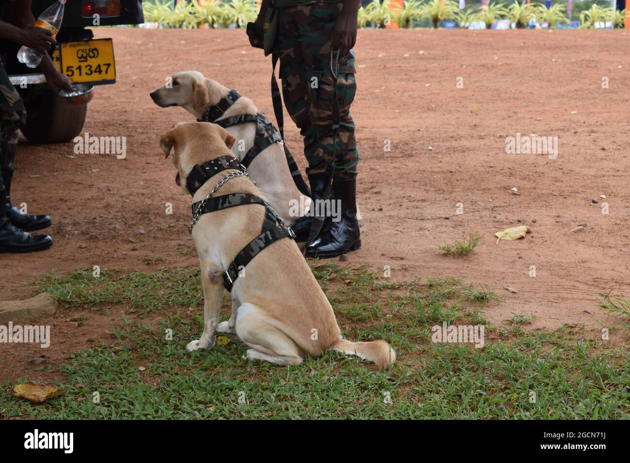 Labrador Retriever cani dell'esercito pronti a cercare il luogo prima di una partita di cricket. Presso il pittoresco Army Ordinance cricket Grounds. Dombagoda. Sri Lanka. Foto Stock