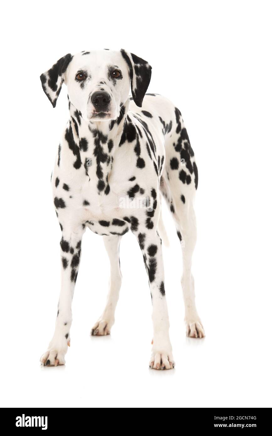 Cane dalmata in piedi isolato su sfondo bianco Foto Stock