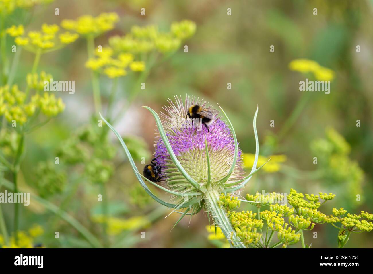 bumblebee (Bombus) che si nutrono di un bel Teasel selvatico (Dipsacus Fullonum) sul Salisbury Plain, Regno Unito Foto Stock
