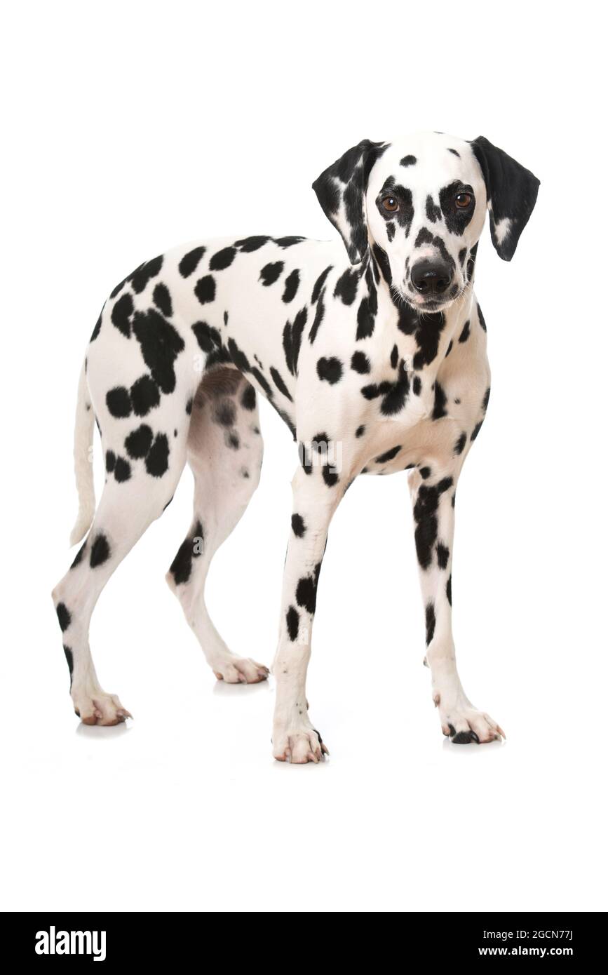 Cane dalmata in piedi isolato su sfondo bianco Foto Stock