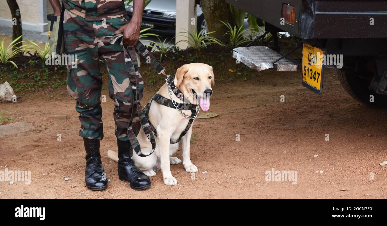 Labrador Retriever cani dell'esercito pronti a cercare il luogo prima di una partita di cricket. Presso il pittoresco Army Ordinance cricket Grounds. Dombagoda. Sri Lanka. Foto Stock
