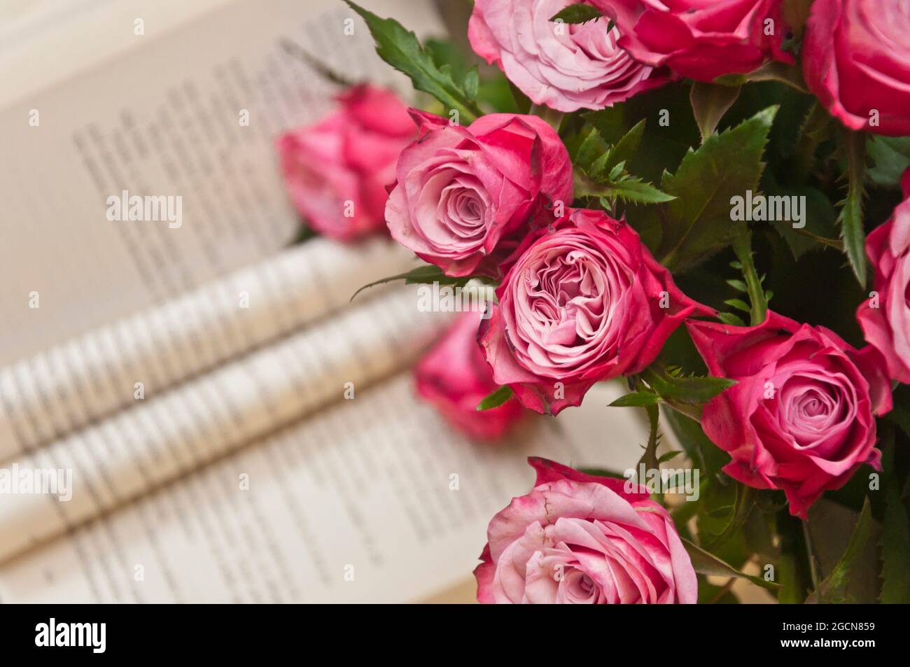 Moody closeup girato di una bella rosa rose con aperto libro blured sullo sfondo Foto Stock
