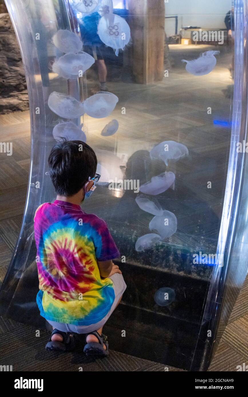 Ragazzo che guarda meduse, Seattle Aquarium, Washington state, USA Foto Stock