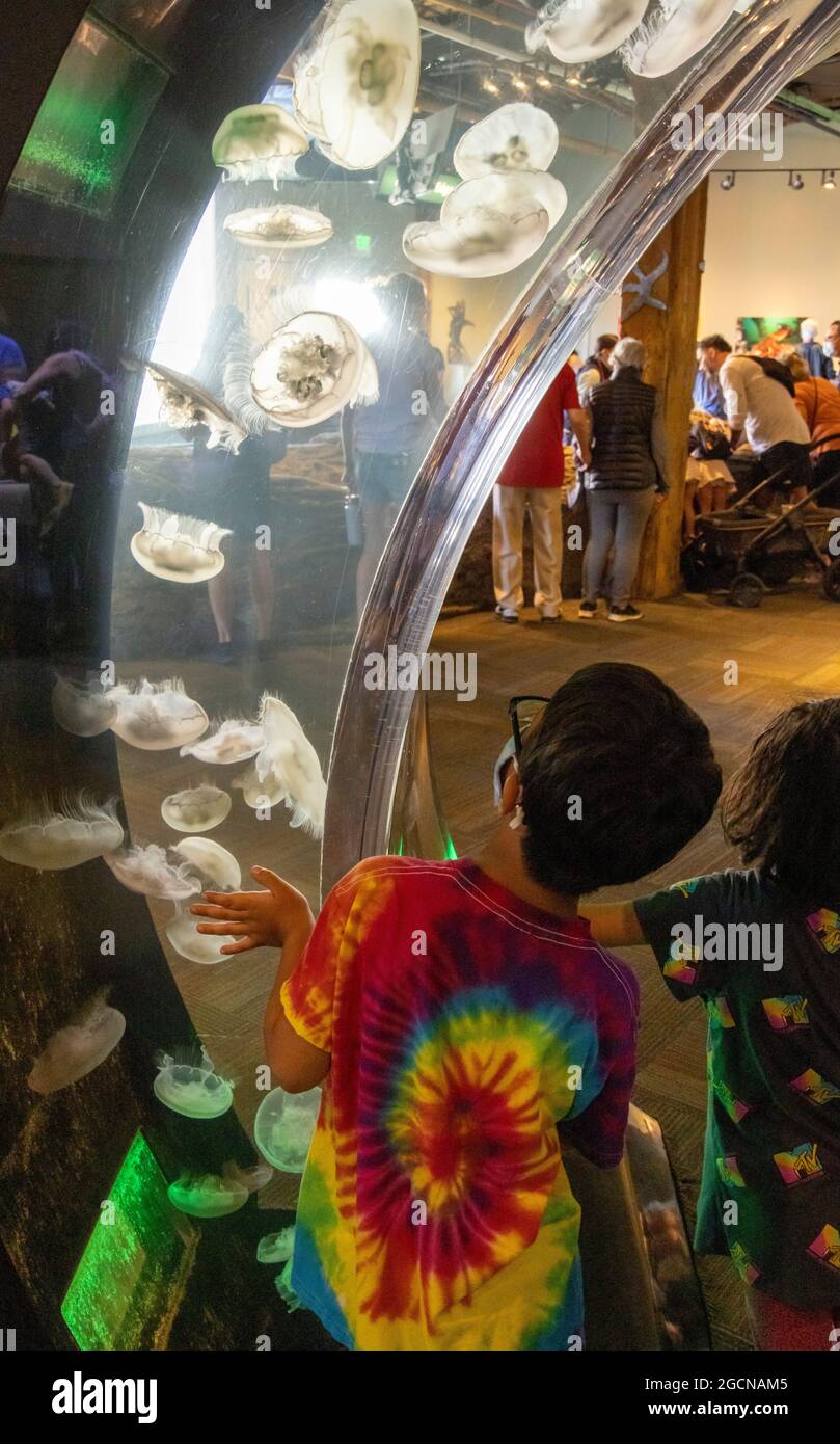 Ragazzo che guarda meduse, Seattle Aquarium, Washington state, USA Foto Stock