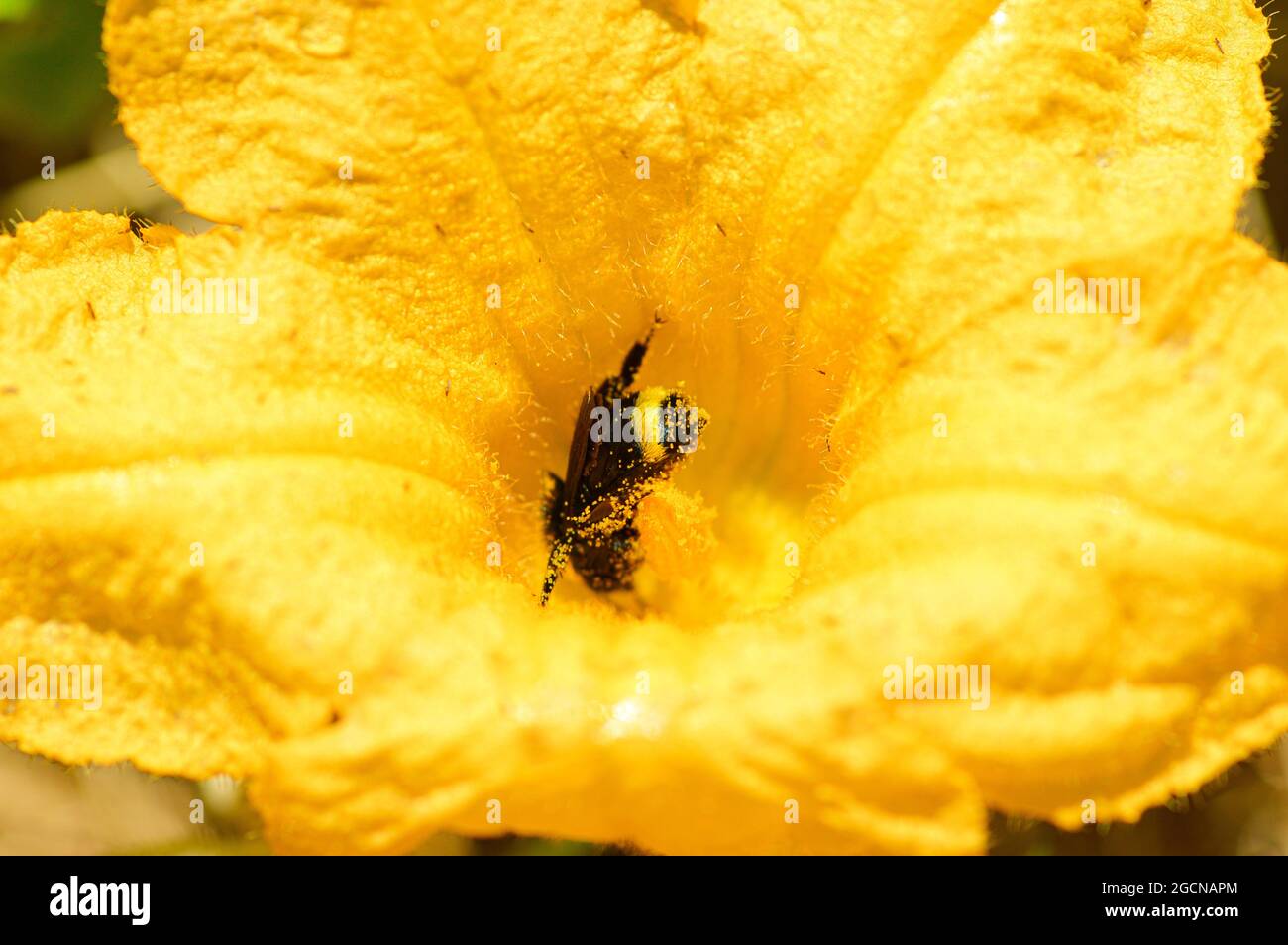 Bumble Bee in Squash Flower Foto Stock