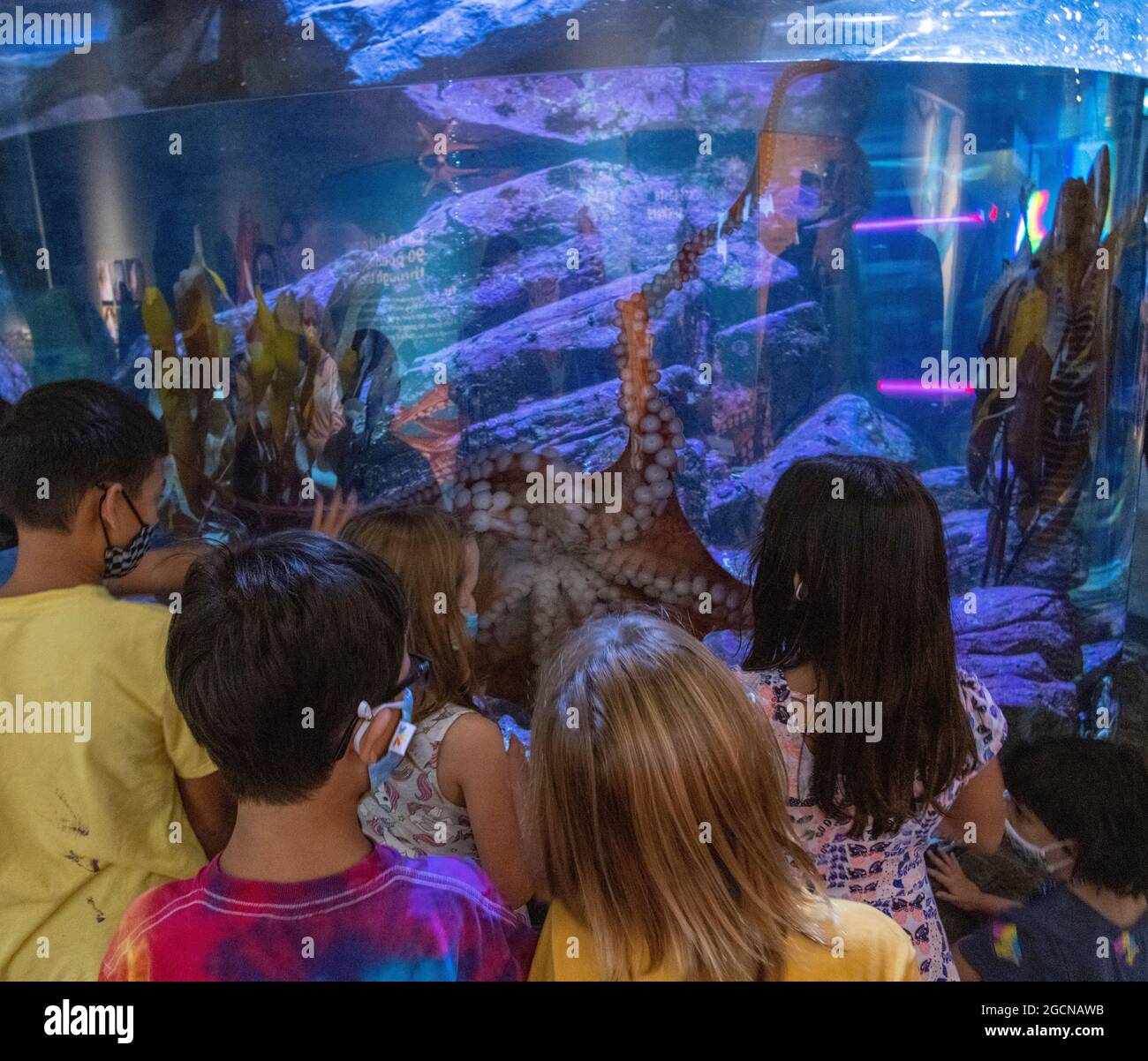 Ragazzi e ragazze che guardano il polpo, Seattle Aquarium, Washington state, USA Foto Stock