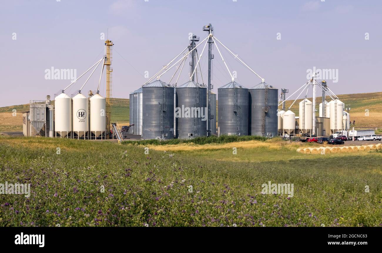 Silos di grano, vicino a Pullman, Washington state, USA Foto Stock