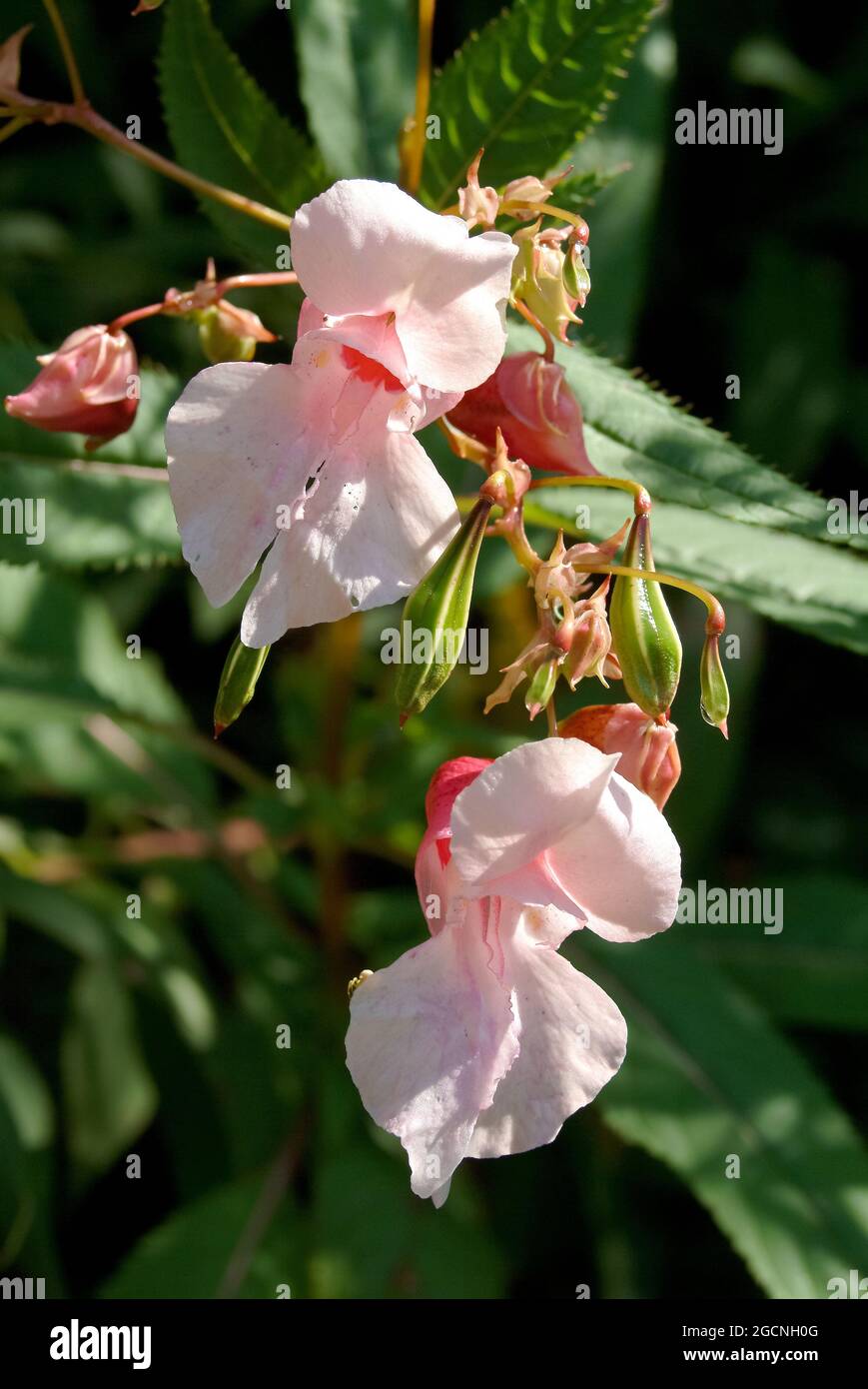 Casco da poliziotto, top di bobby, top in rame, Drüsiges Springkraut, Rotes Springkraut, Impatiens glandulifera, bíbor nebáncsvirág, Ungheria, Europa Foto Stock