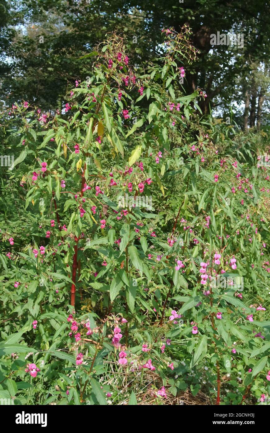 Casco da poliziotto, top di bobby, top in rame, Drüsiges Springkraut, Rotes Springkraut, Impatiens glandulifera, bíbor nebáncsvirág, Ungheria, Europa Foto Stock