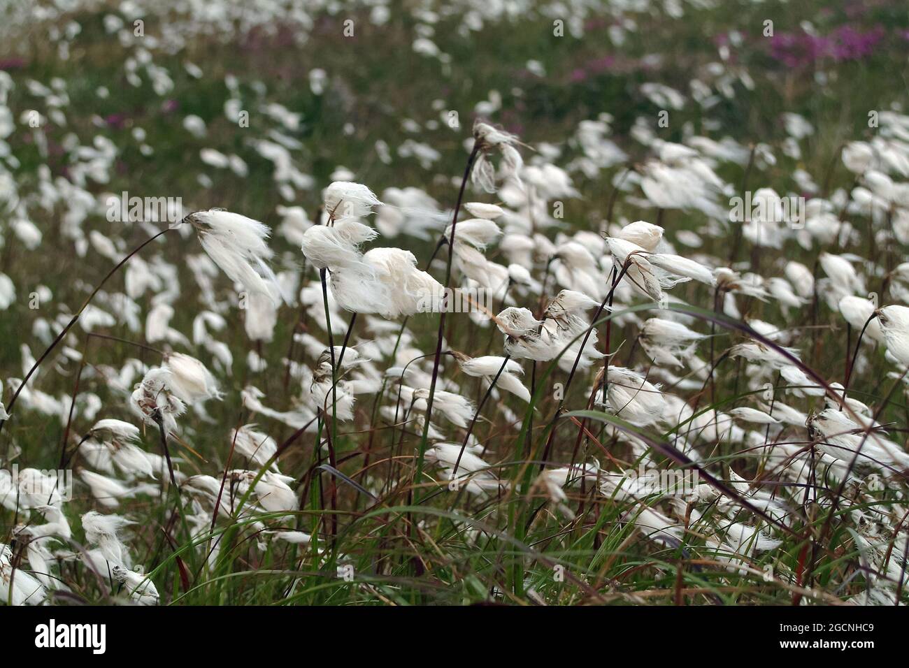 Cotongrass, cotone-grass o cotonseedge, Wollgräser, Eriophorum sp., gyapjúsás, Irlanda, Éire, Irland, Europa Foto Stock
